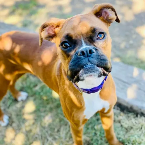 Brown dog with black snout